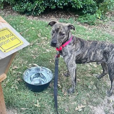 Enlarge Seal, a Adoptable Mixed Breed in Greenville, SC image 2/6