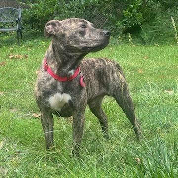 Enlarge Seal, a Adoptable Mixed Breed in Greenville, SC image 3/6