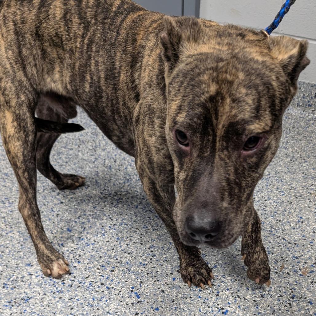 Enlarge Seal, a Adoptable Mixed Breed in Greenville, SC image 4/6
