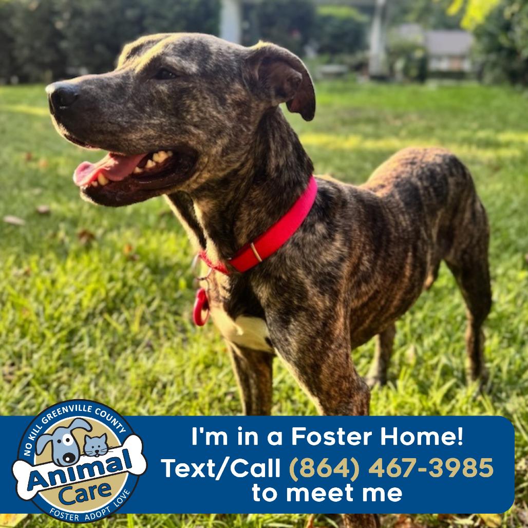 Enlarge Seal, a Adoptable Mixed Breed in Greenville, SC image 5/6