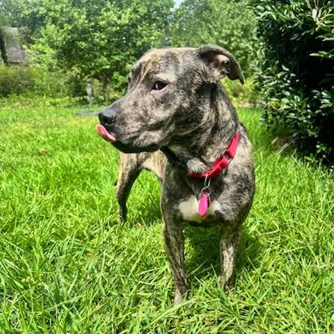 Enlarge Seal, a Adoptable Mixed Breed in Greenville, SC image 6/6