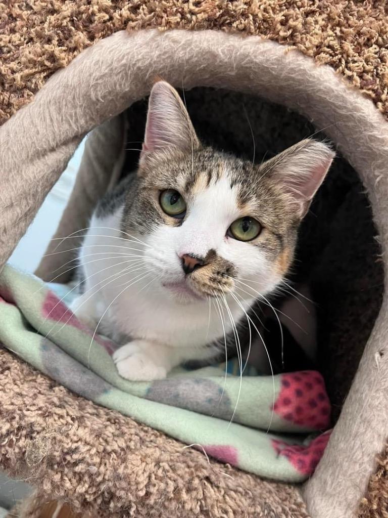 Enlarge Ivy, a Adoptable mixed breed in Sandy, UT image 1/3