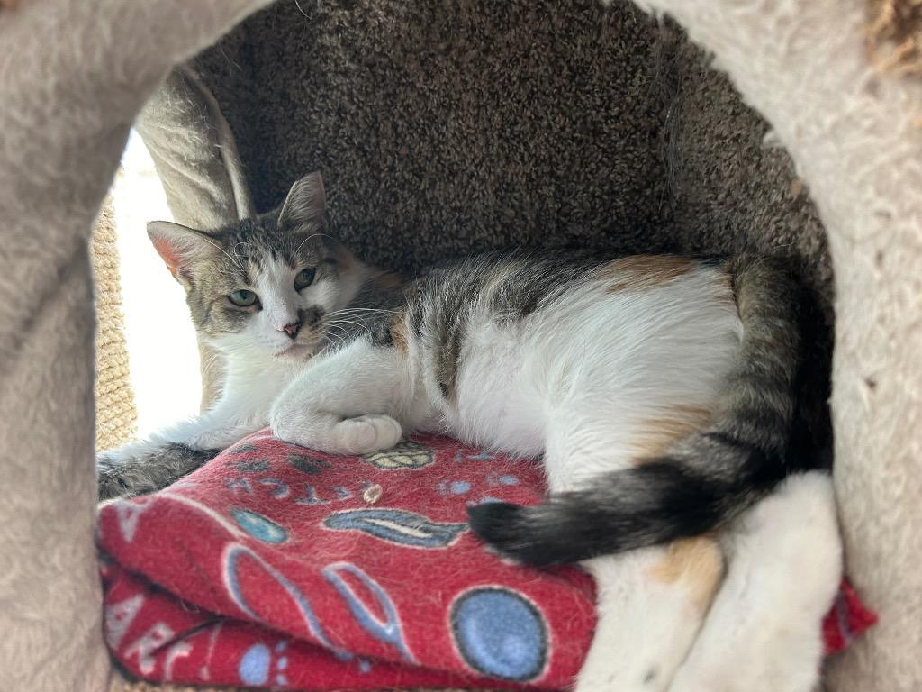 Enlarge Ivy, a Adoptable mixed breed in Sandy, UT image 2/3