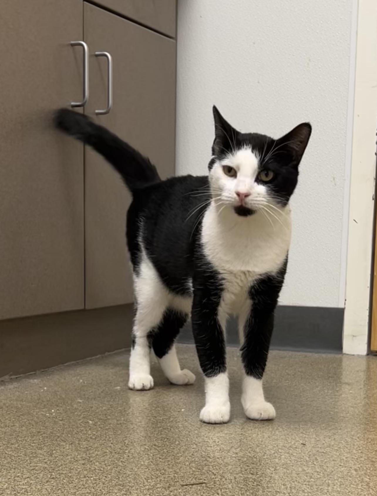 Enlarge Sycamore, a Adoptable Domestic Short Hair in Montville, NJ image 1/3