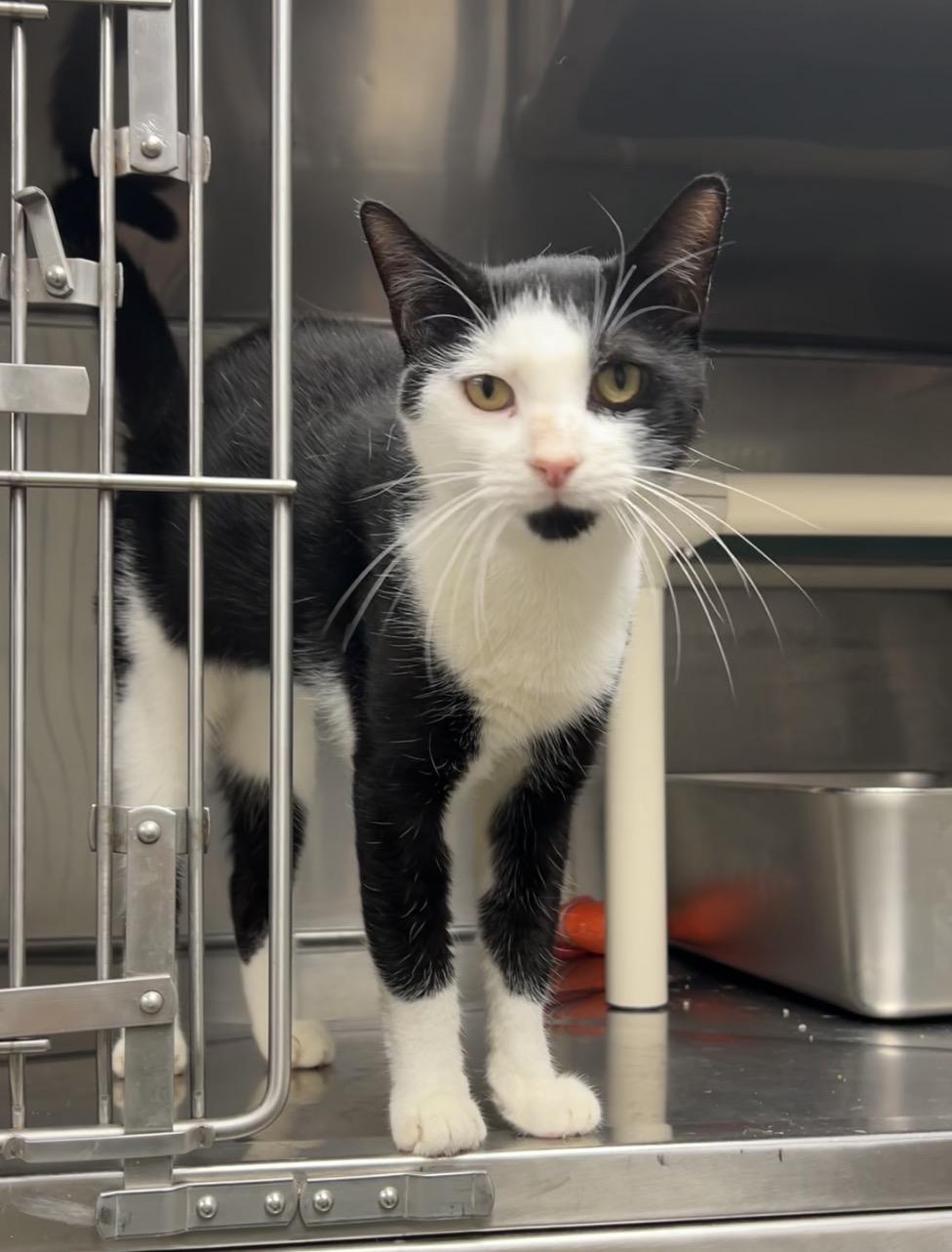 Sycamore, Adoptable, Adult Male Domestic Short Hair.