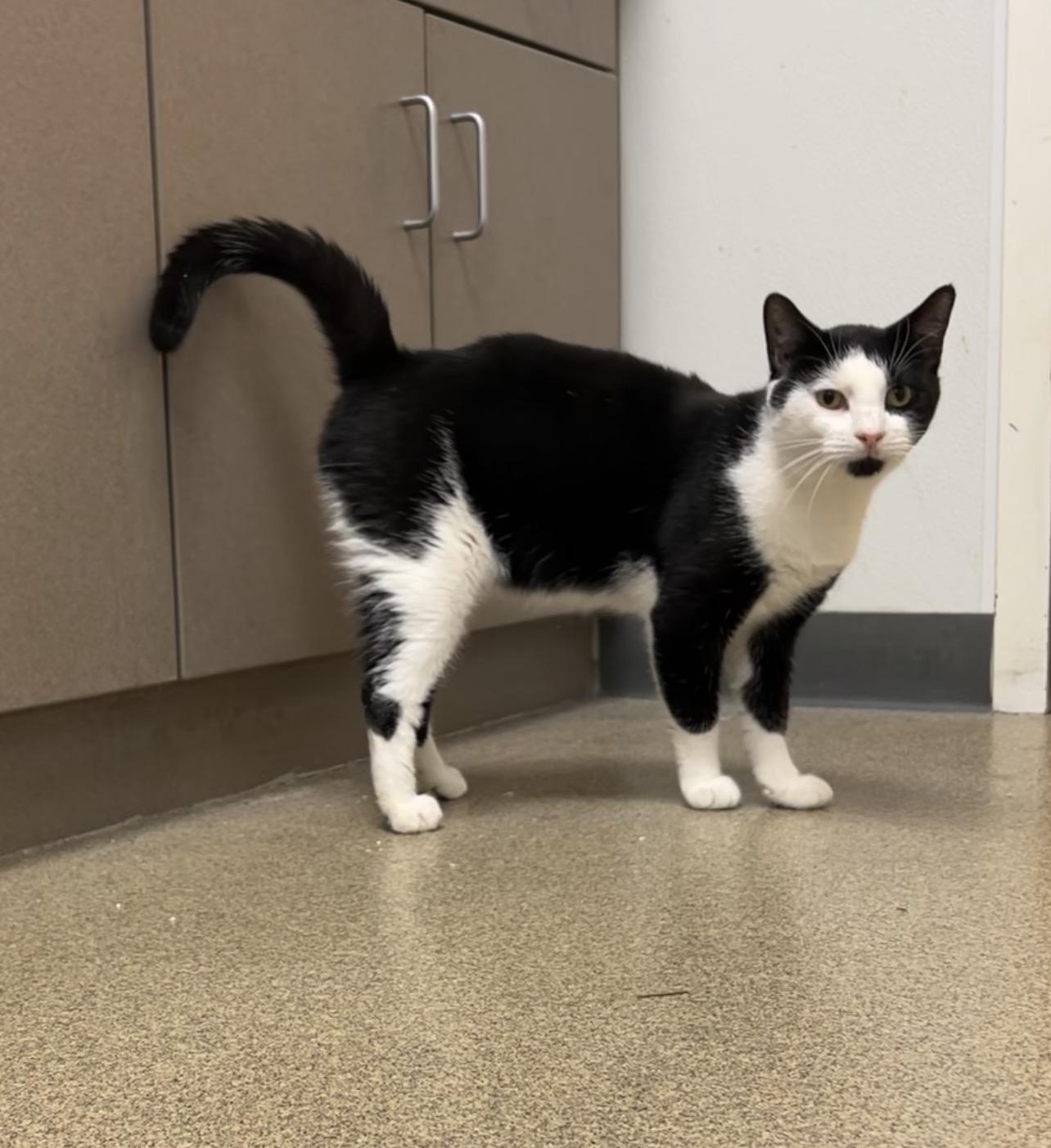 Enlarge Sycamore, a Adoptable Domestic Short Hair in Montville, NJ image 2/3