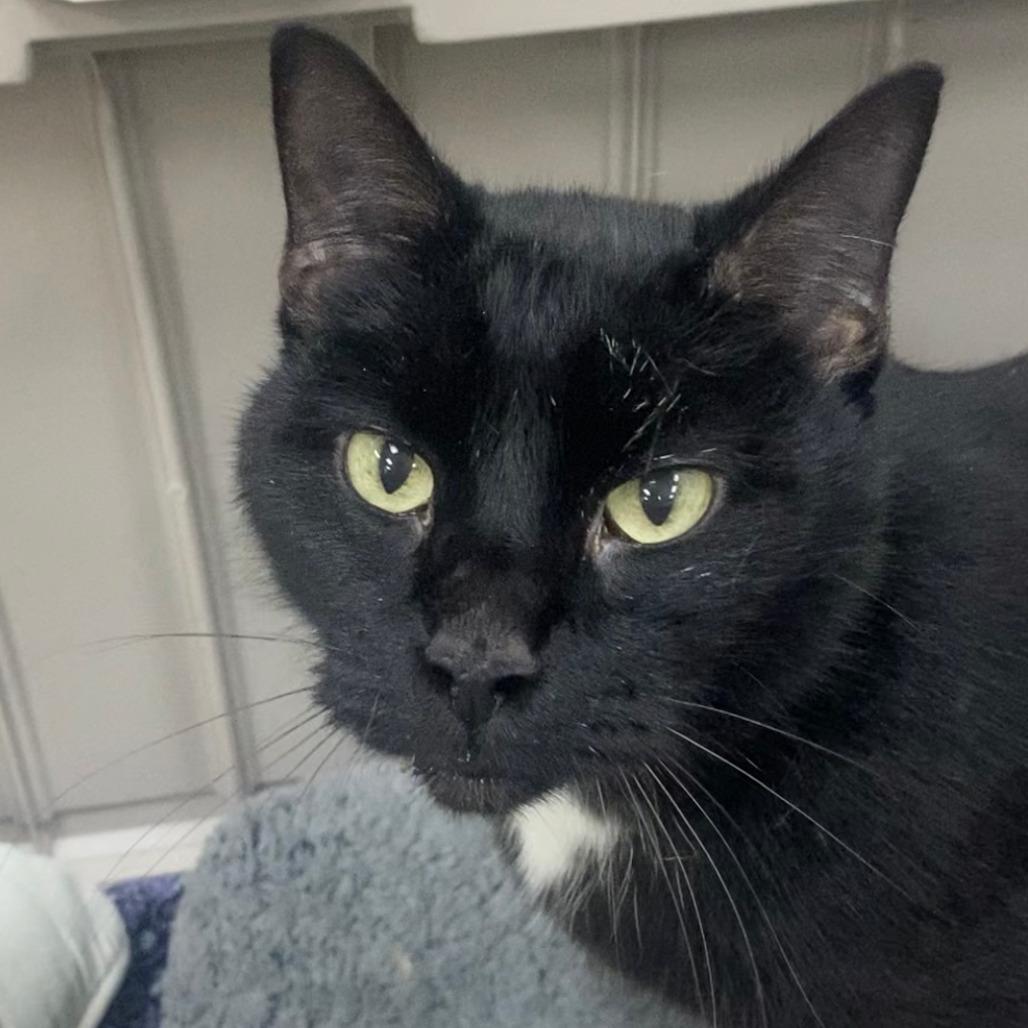 Elmo, Adoptable, Senior Male Domestic Short Hair.