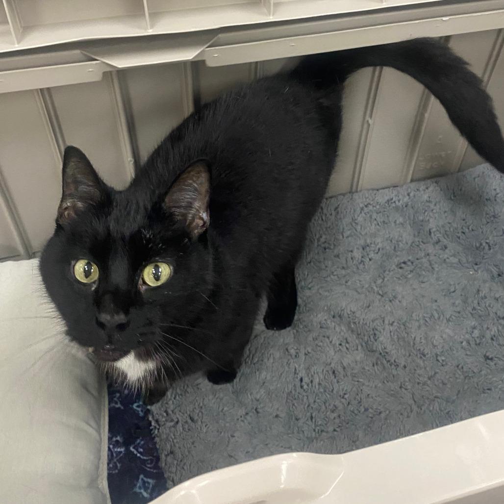 Enlarge Elmo, a Adoptable Domestic Short Hair in Grand Rapids, MI image 2/2