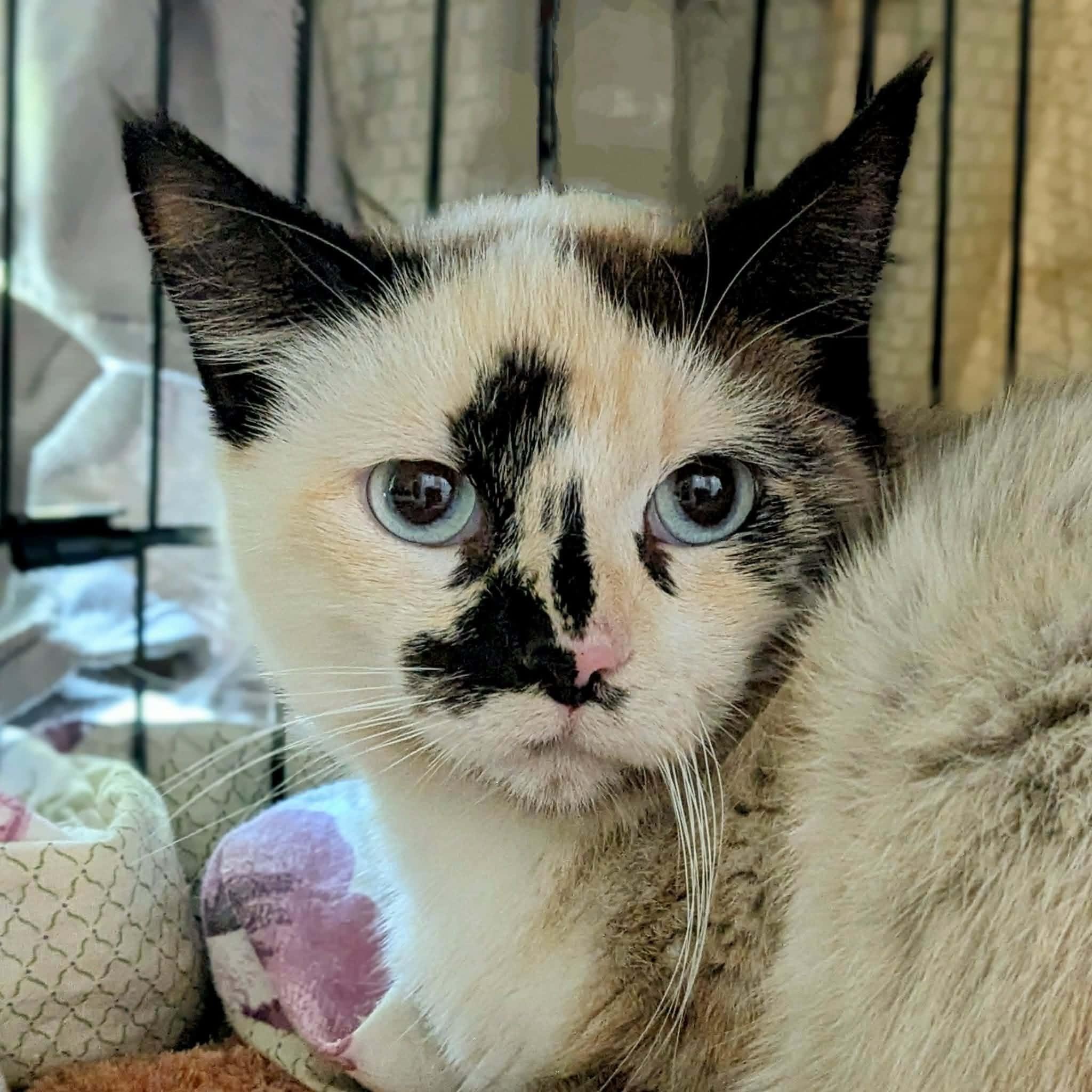 Ragweed (shy cat), ADOPTABLE, Adult Female Siamese & Dilute Calico.