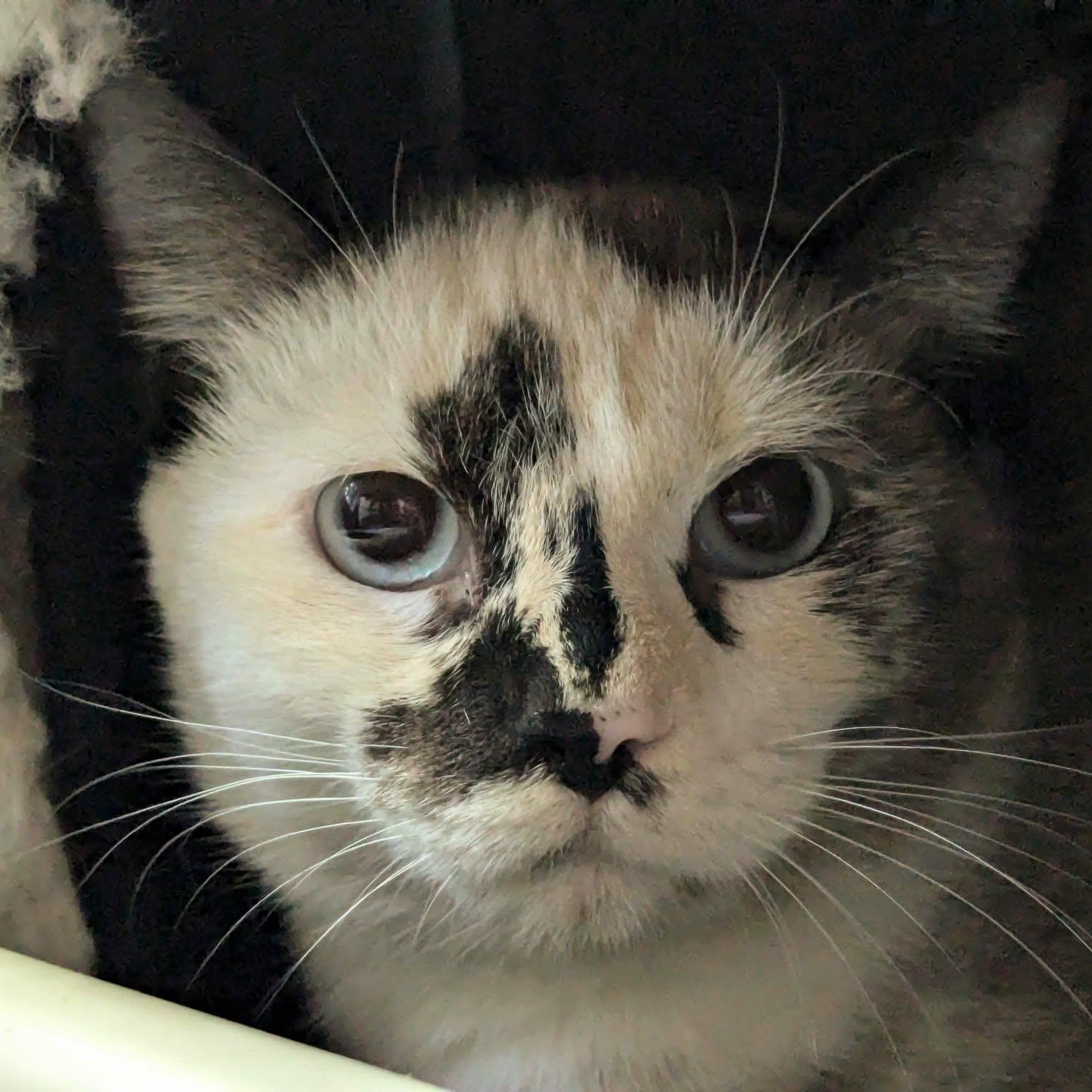 Enlarge Ragweed (shy cat), a ADOPTABLE mixed breed in Portland, OR image 2/3