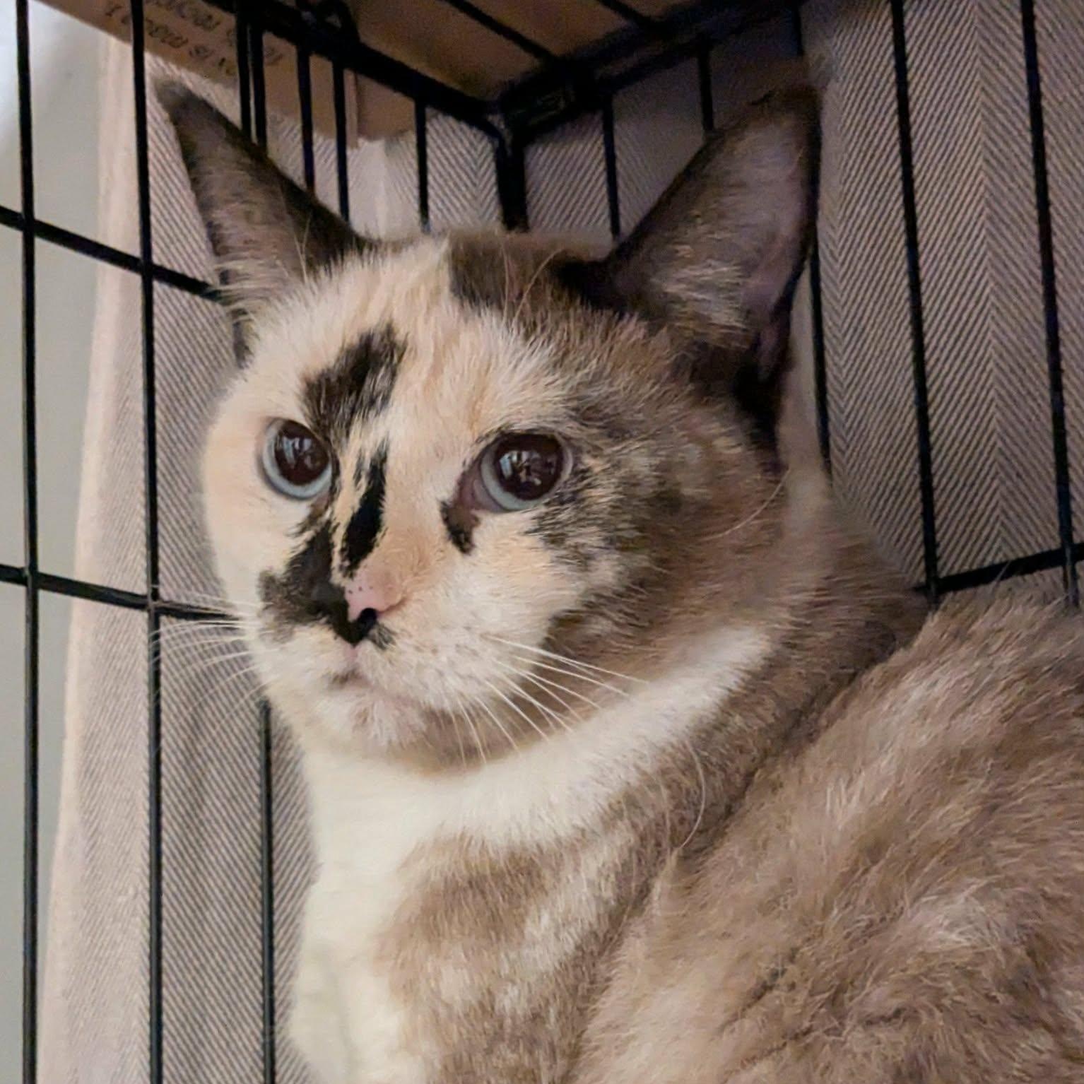 Enlarge Ragweed (shy cat), a ADOPTABLE mixed breed in Portland, OR image 3/3