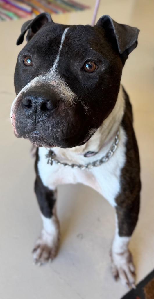 Bruce, Adoptable, Adult Male Staffordshire Bull Terrier & Mixed Breed.