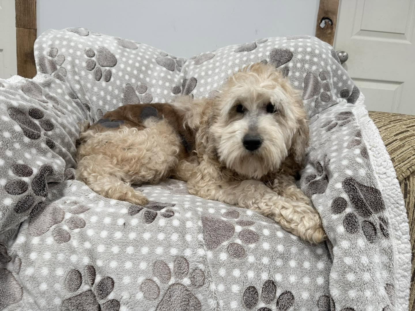 Enlarge Gabby, a ADOPTABLE Labradoodle in Vermilion, OH image 4/5