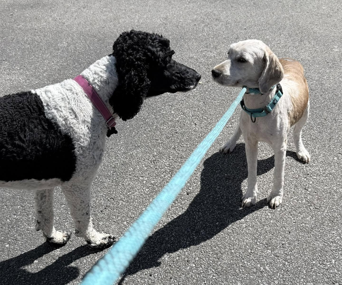 Enlarge Gabby, a ADOPTABLE Labradoodle in Vermilion, OH image 3/5