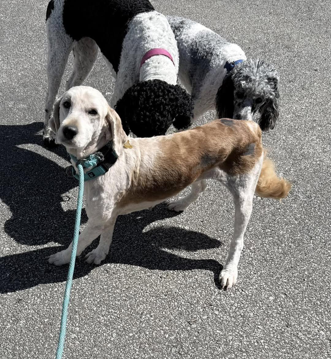 Enlarge Gabby, a ADOPTABLE Labradoodle in Vermilion, OH image 2/5