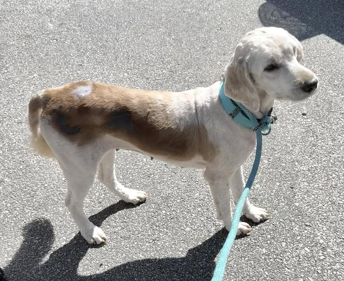 Gabby, ADOPTABLE, Adult Female Labradoodle.