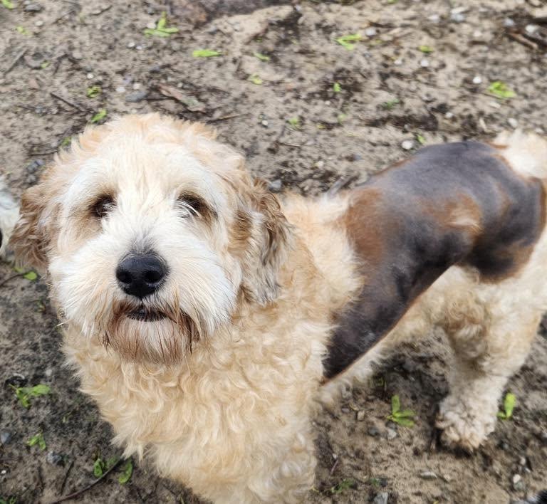 Enlarge Gabby, a ADOPTABLE Labradoodle in Vermilion, OH image 5/5