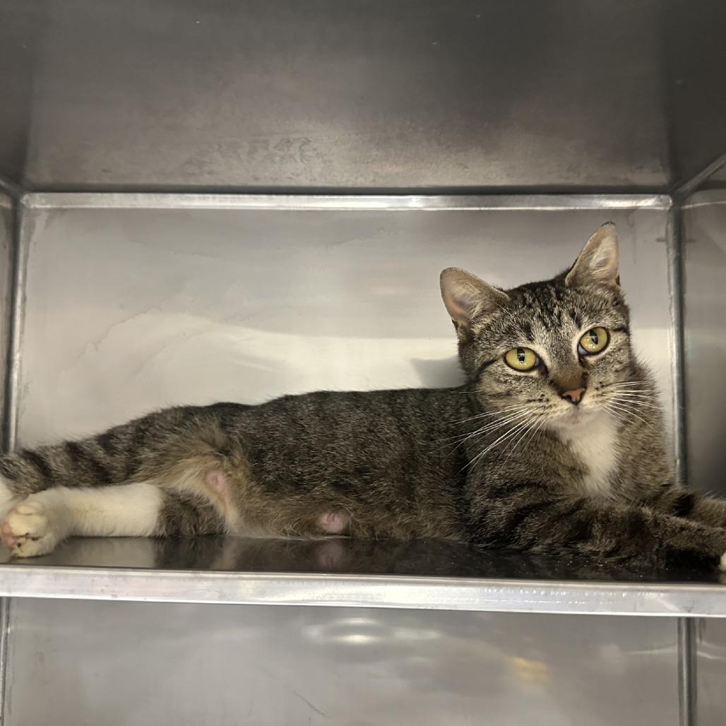 Cookie, Adoptable, Adult Female Domestic Short Hair.