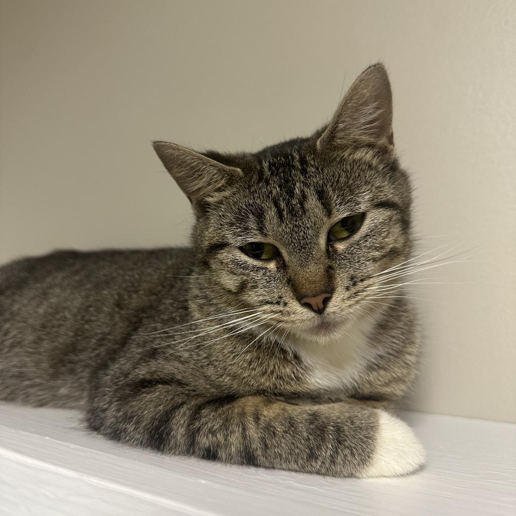 Enlarge Cookie, a Adoptable Domestic Short Hair in Blue Ridge, GA image 2/2