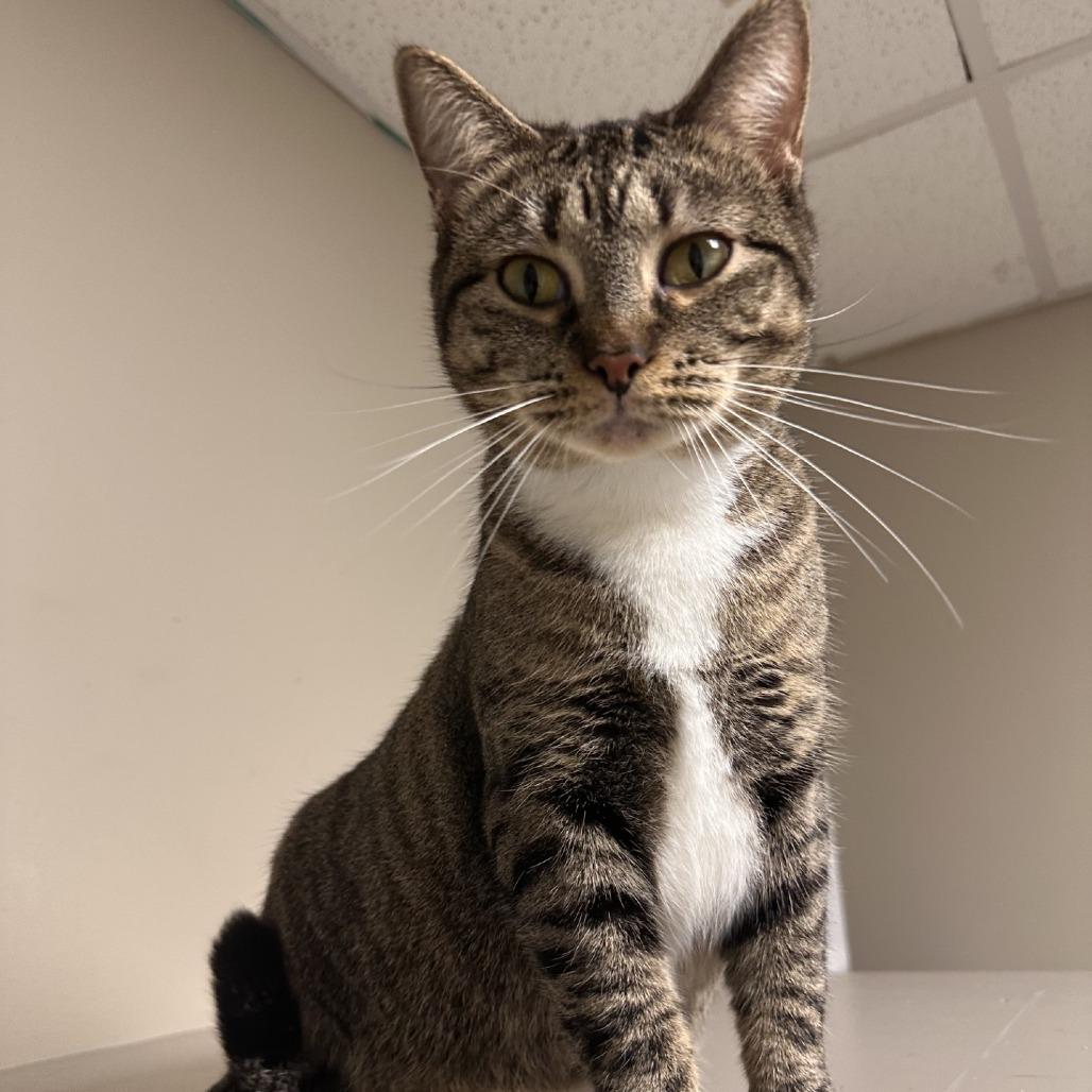 Enlarge Cookie, a Adoptable Domestic Short Hair in Blue Ridge, GA image 3/3