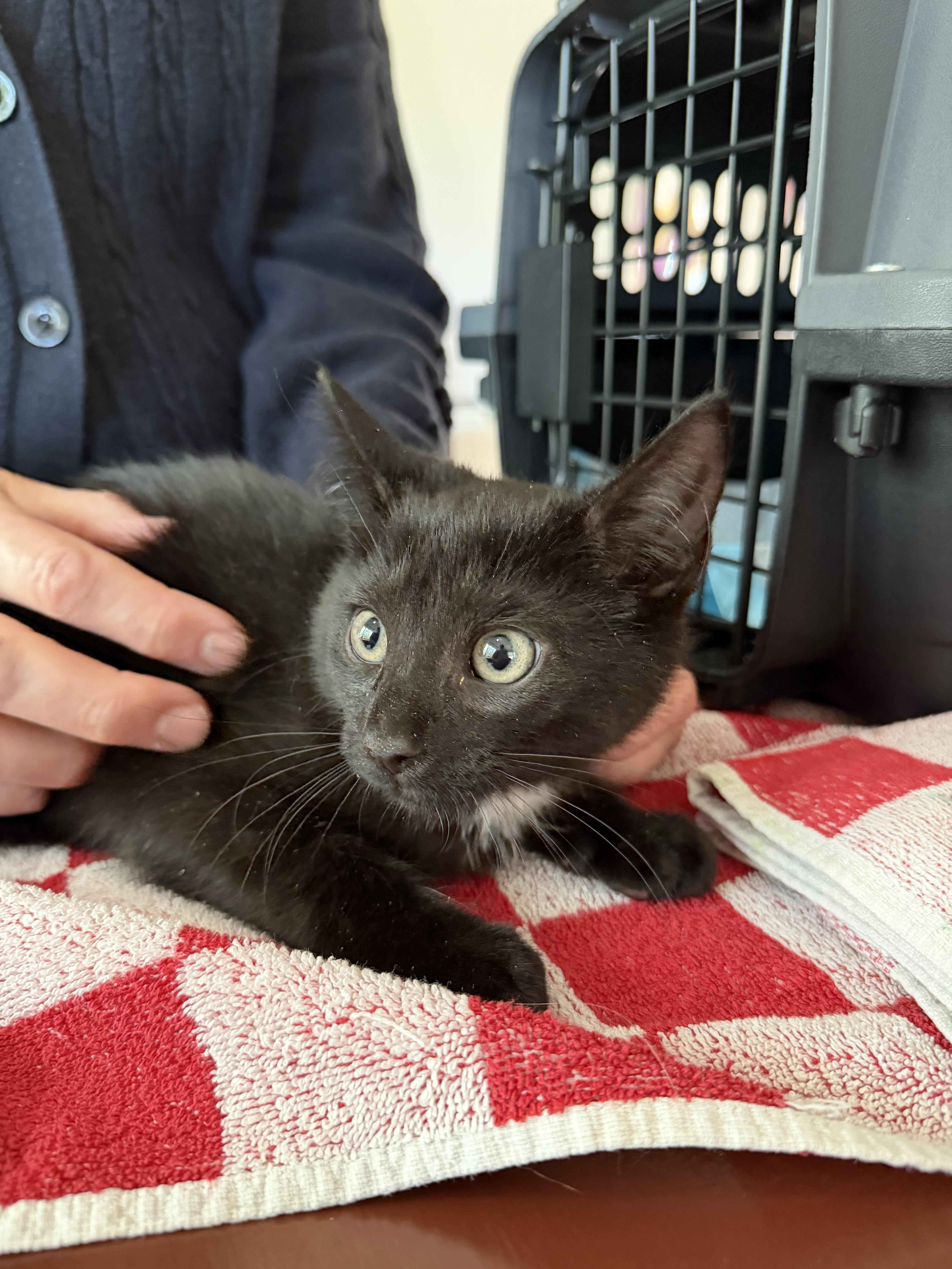 Enlarge Bo, a Adoptable Domestic Short Hair in Brick, NJ image 1/2