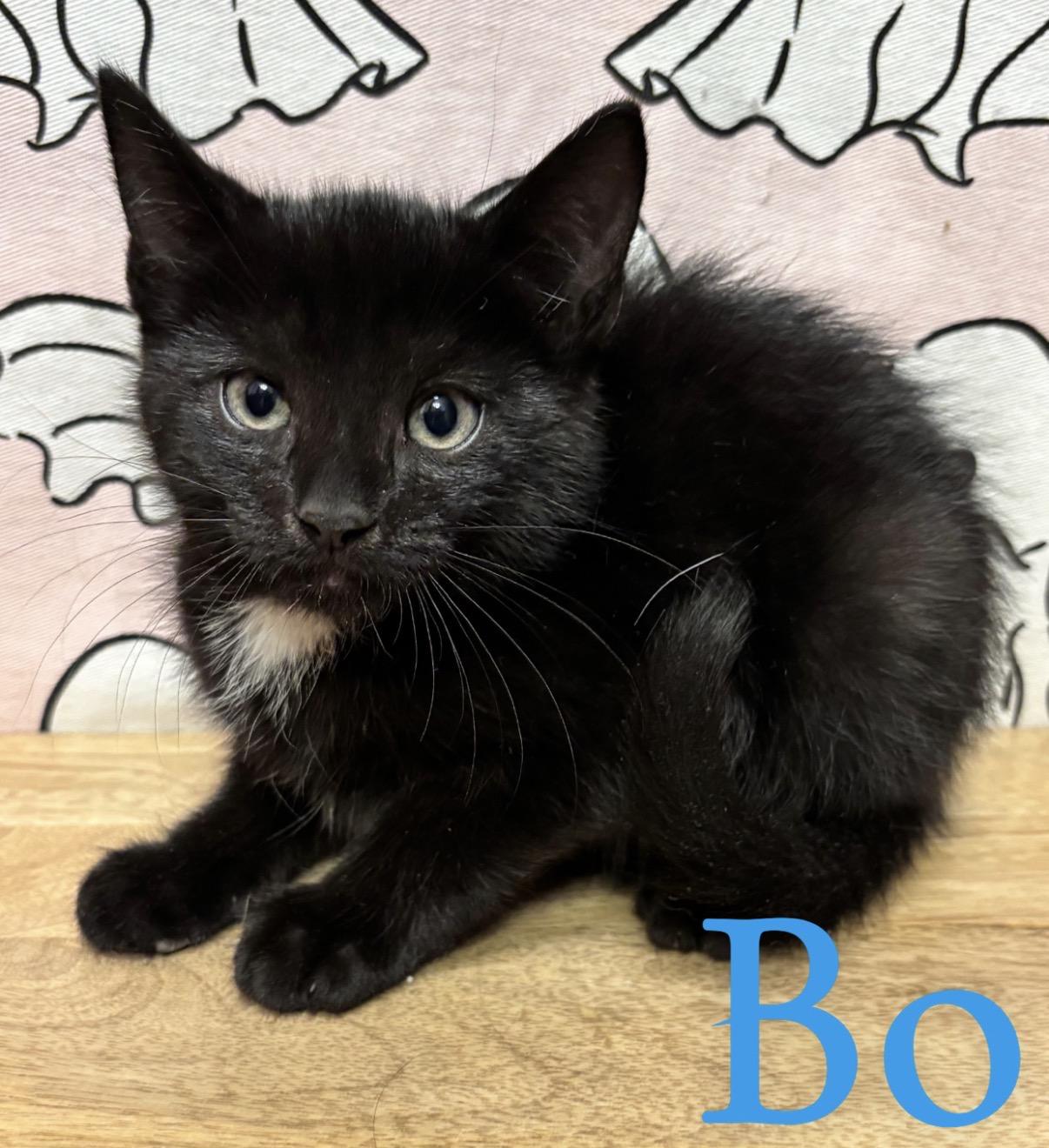 Enlarge Bo, a Adoptable Domestic Short Hair in Brick, NJ image 2/2