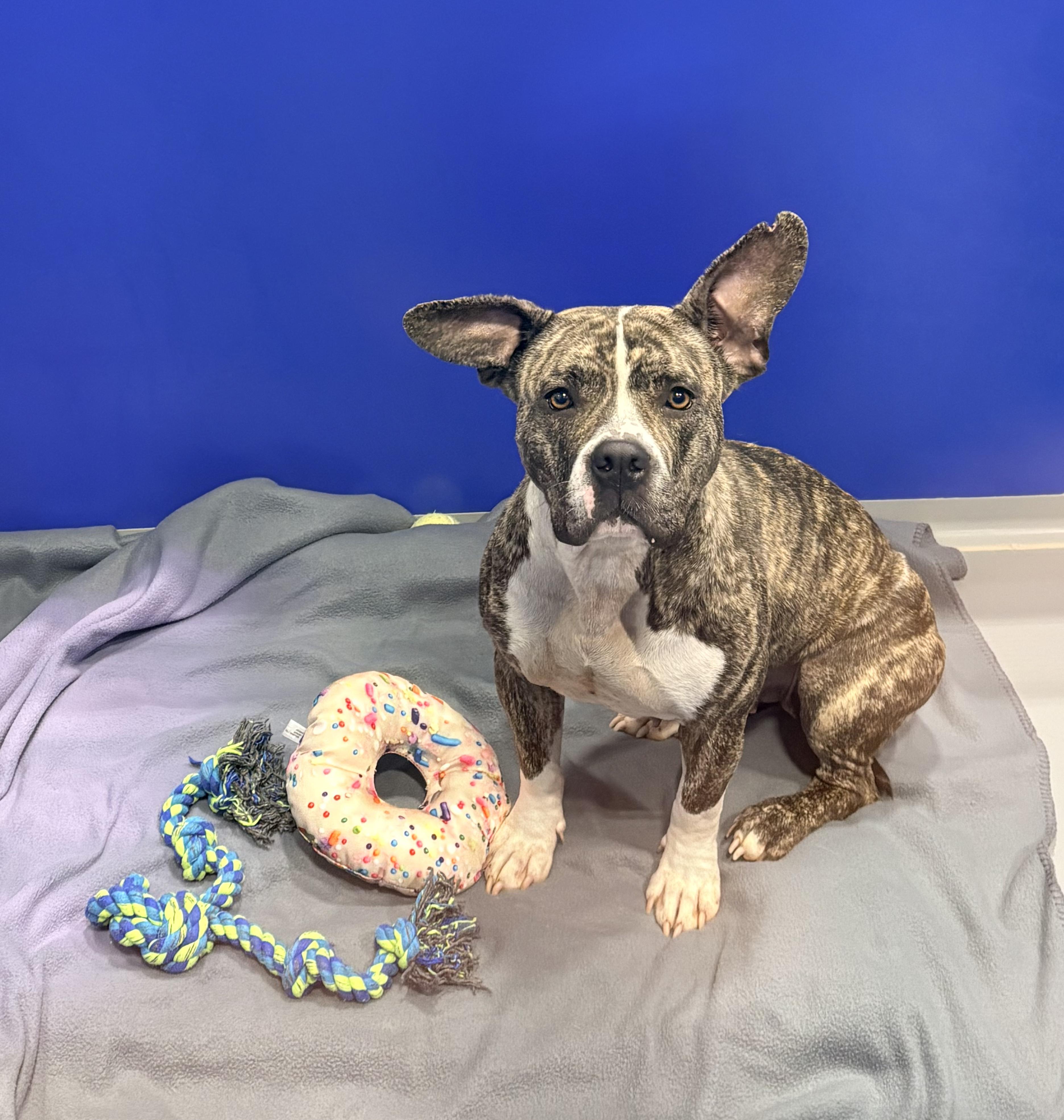 Enlarge Cardi, a Adopted mixed breed in Kalamazoo, MI image 4/6