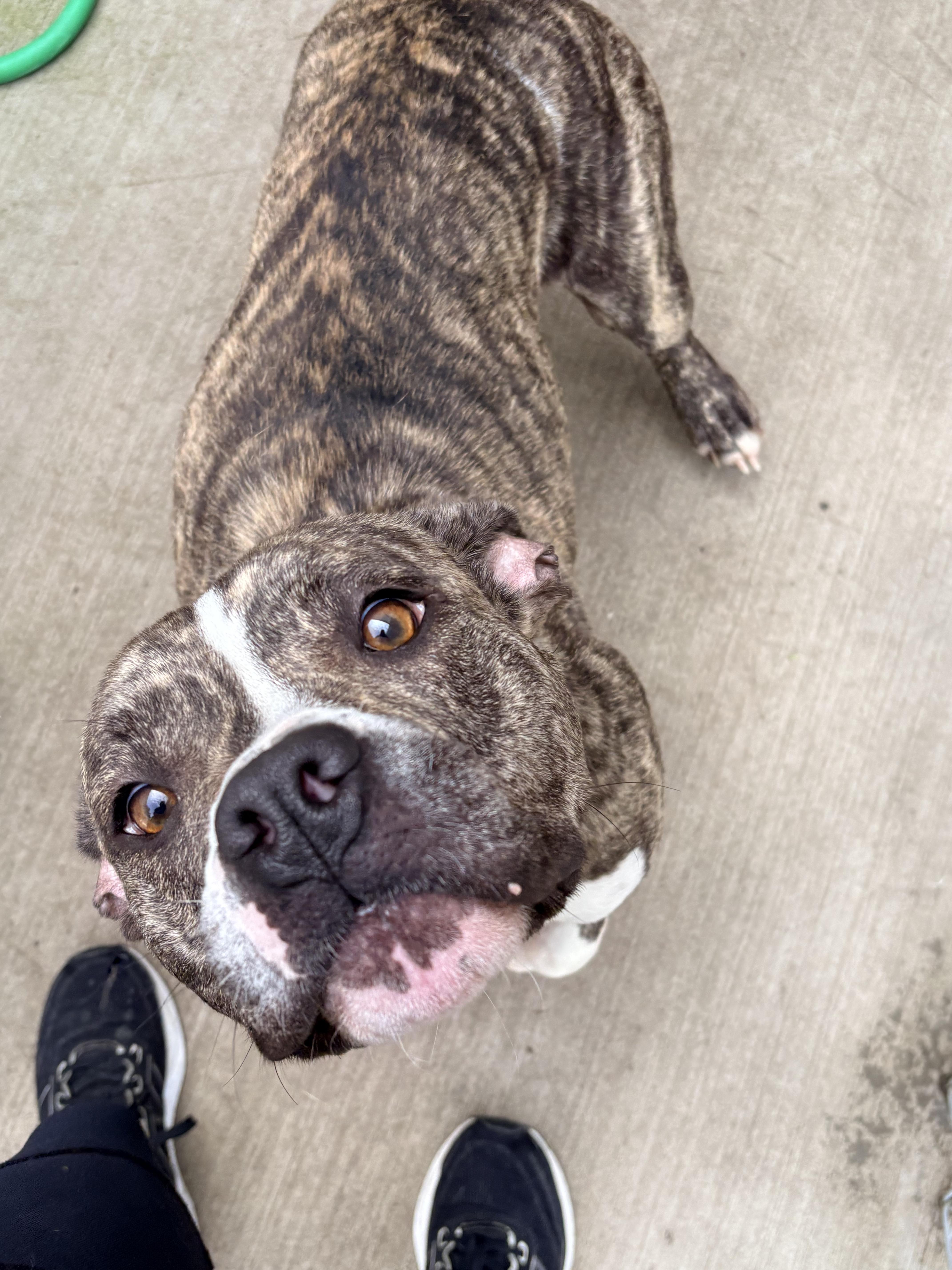 Enlarge Cardi, a Adopted mixed breed in Kalamazoo, MI image 5/6