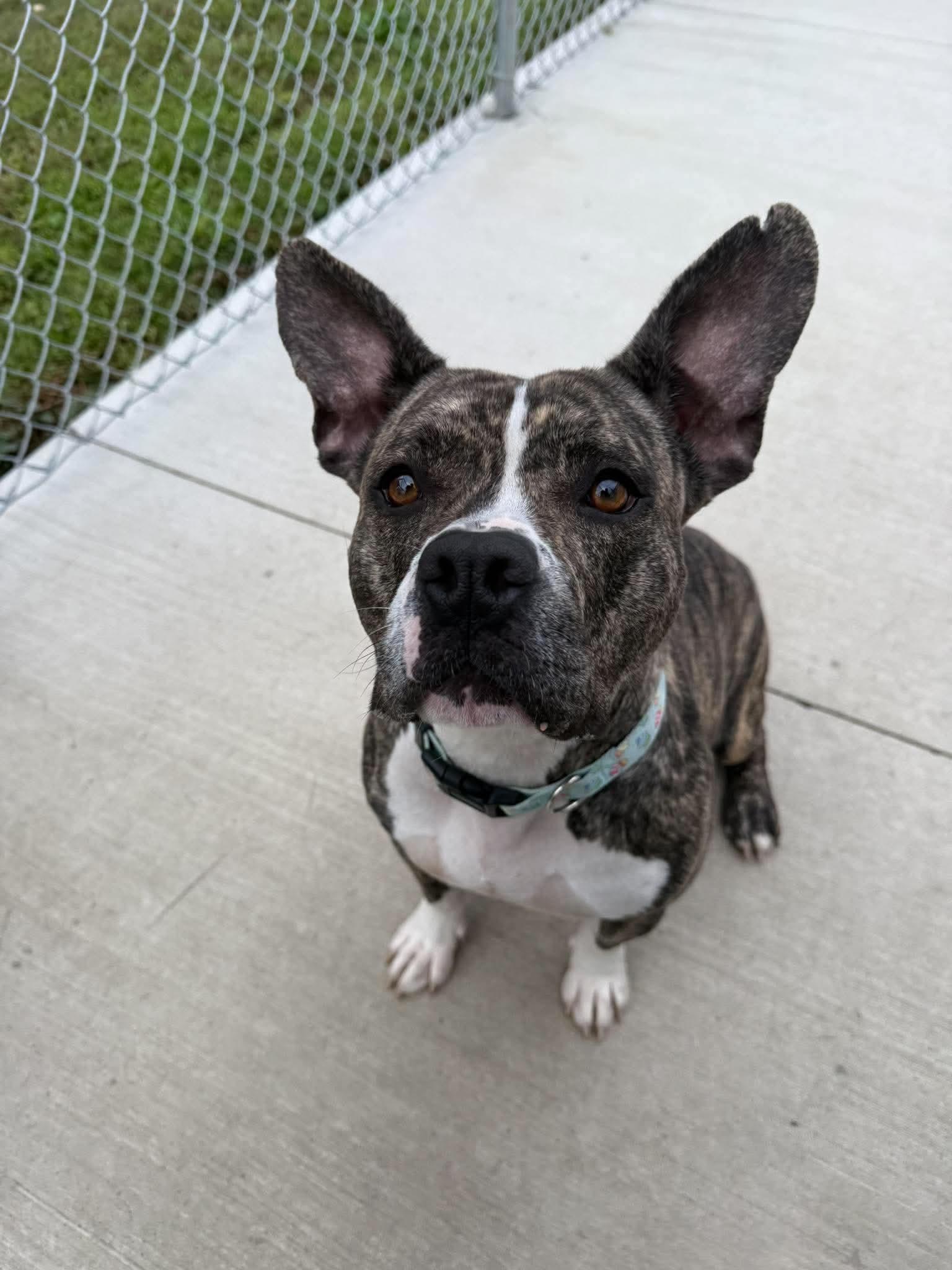 Cardi, Adoptable, Young Female American Staffordshire Terrier.