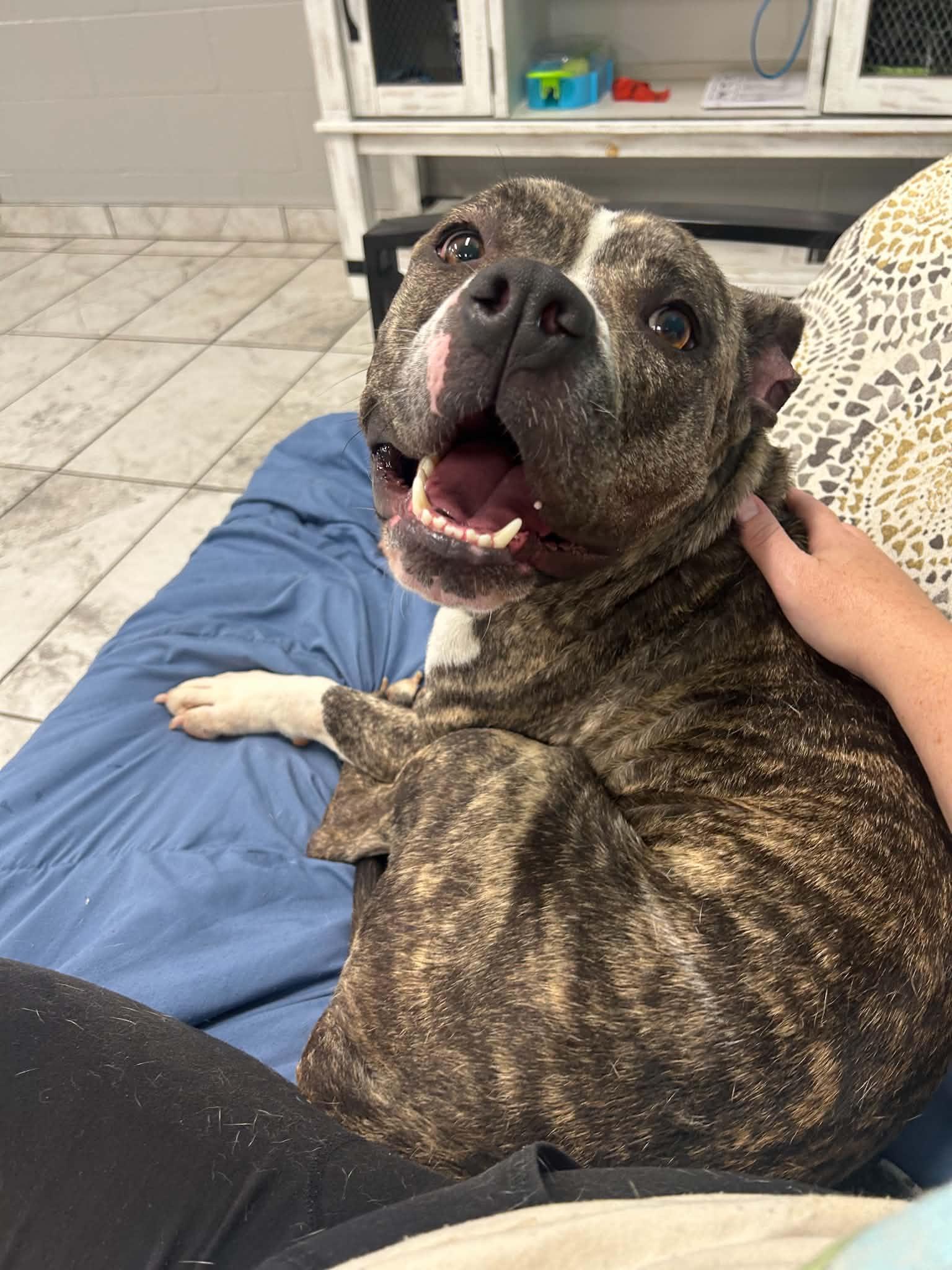 Enlarge Cardi, a Adopted mixed breed in Kalamazoo, MI image 6/6