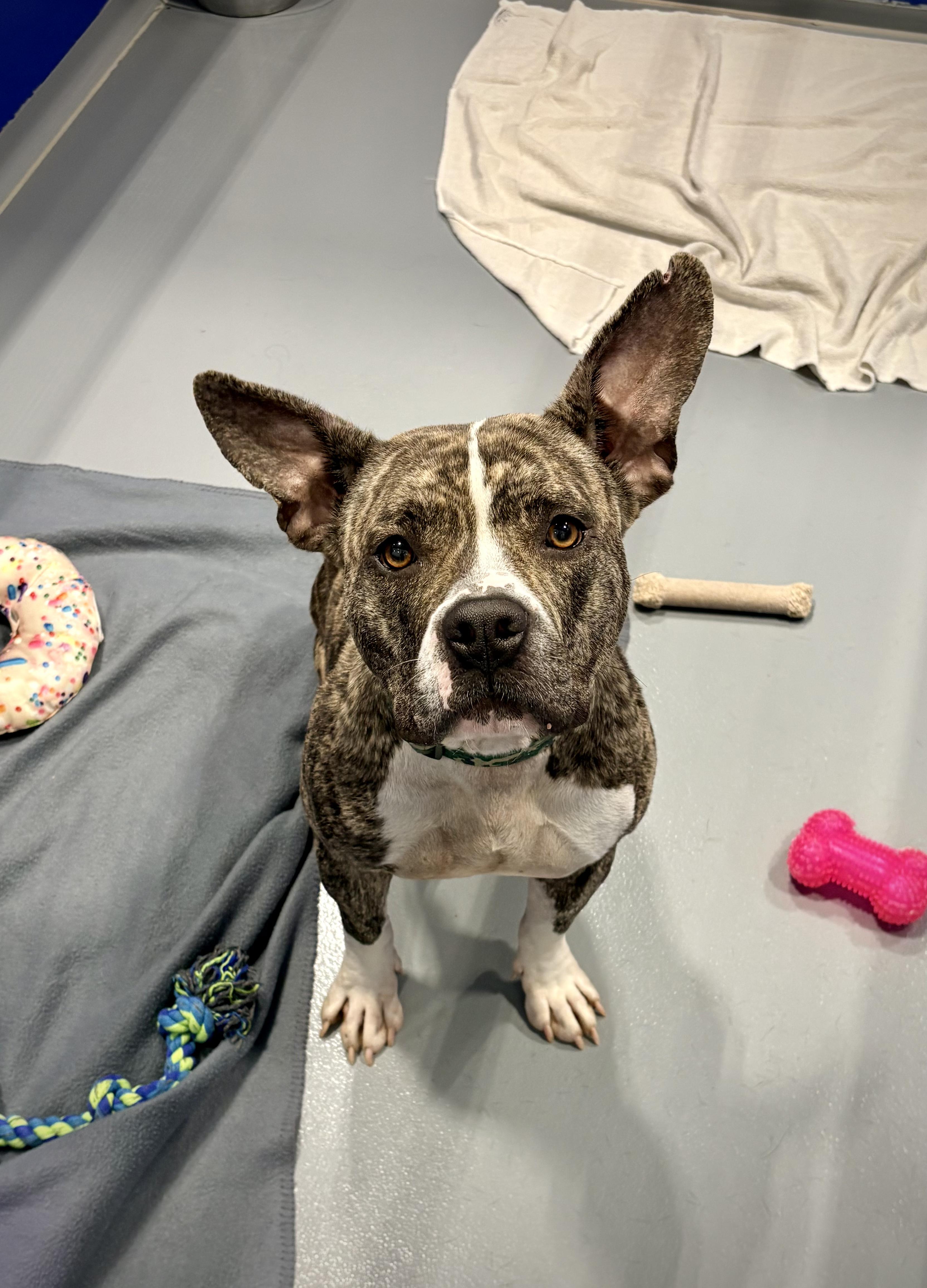 Enlarge Cardi, a Adopted mixed breed in Kalamazoo, MI image 2/6