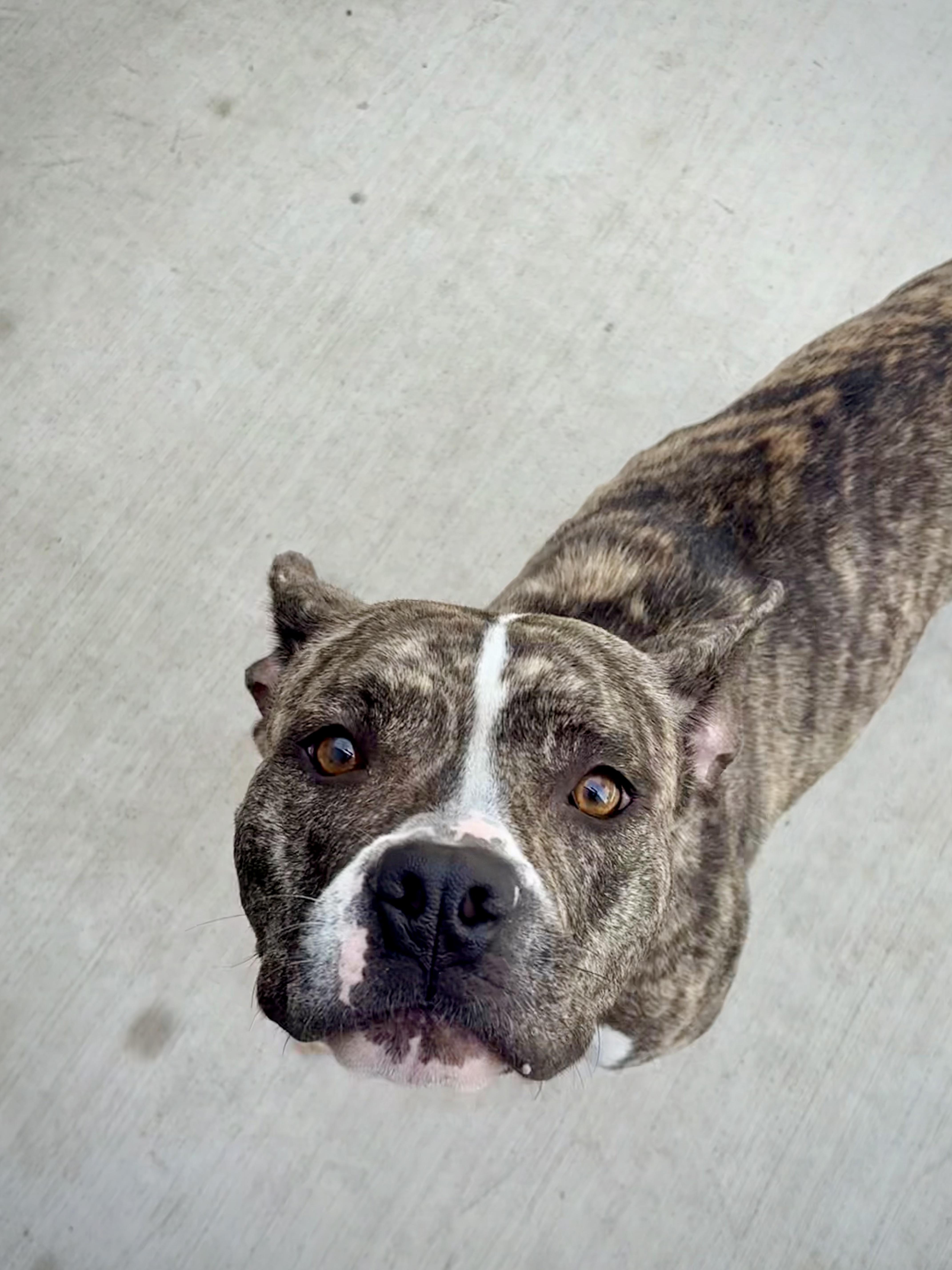 Enlarge Cardi, a Adopted mixed breed in Kalamazoo, MI image 3/6