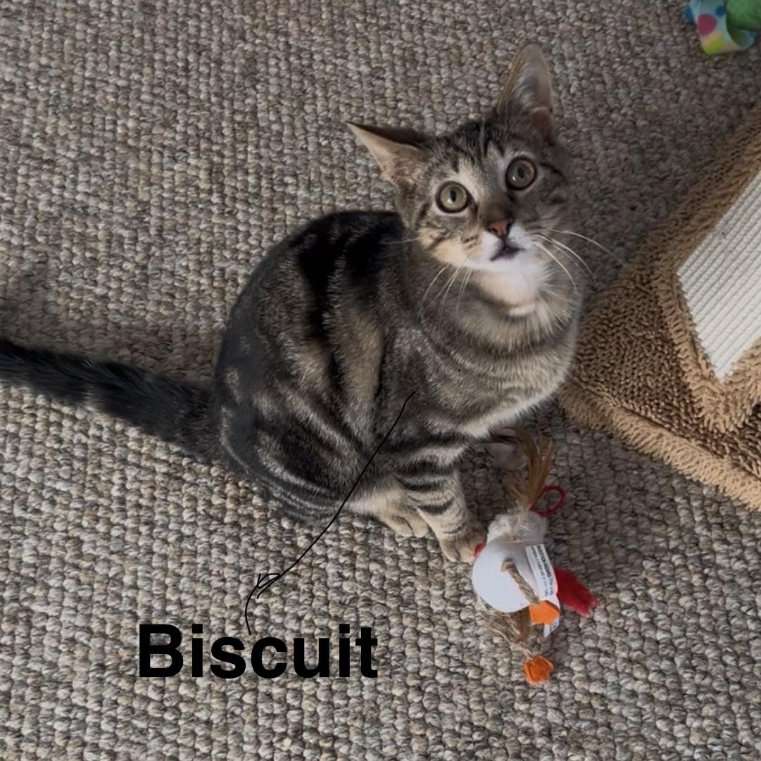 Enlarge Biscuit , a ADOPTABLE Domestic Short Hair in Sewell, NJ image 4/4