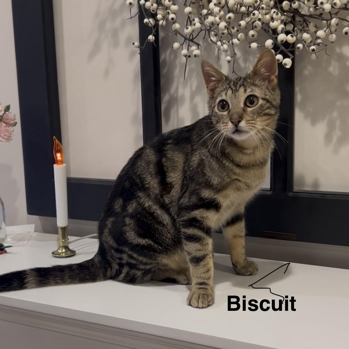 Enlarge Biscuit , a ADOPTABLE Domestic Short Hair in Sewell, NJ image 2/4