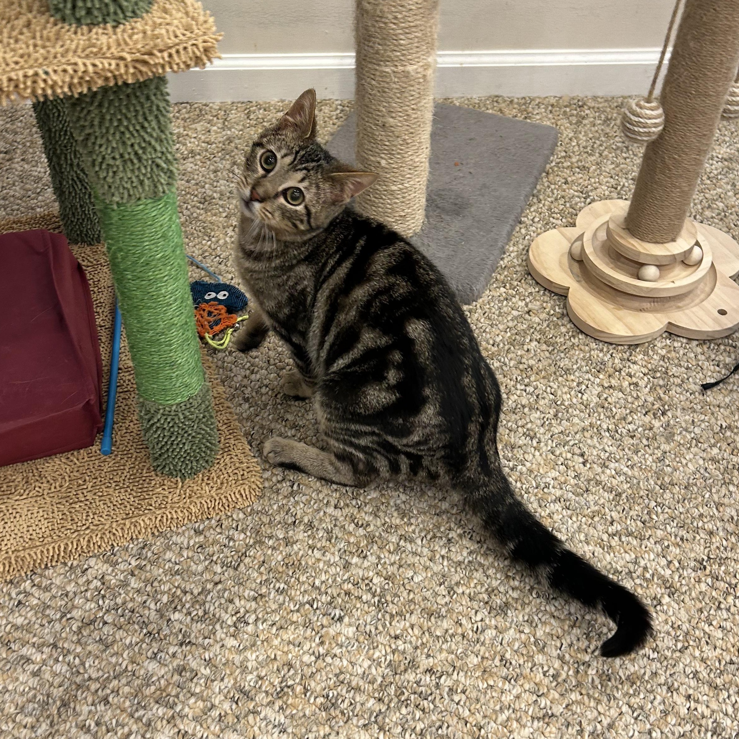 Enlarge Biscuit , a ADOPTABLE Domestic Short Hair in Sewell, NJ image 3/4