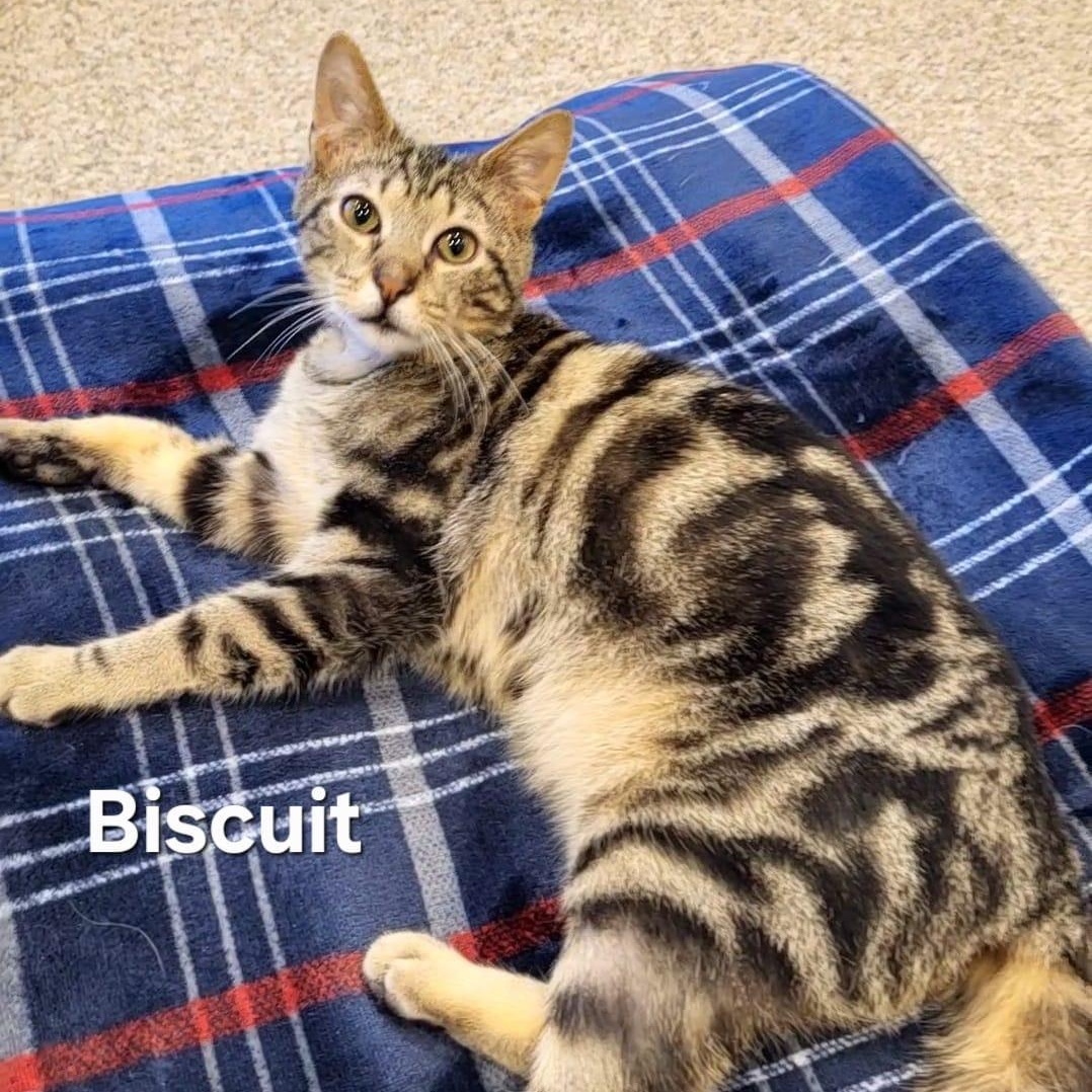 Enlarge Biscuit , a ADOPTABLE Domestic Short Hair in Sewell, NJ image 1/4