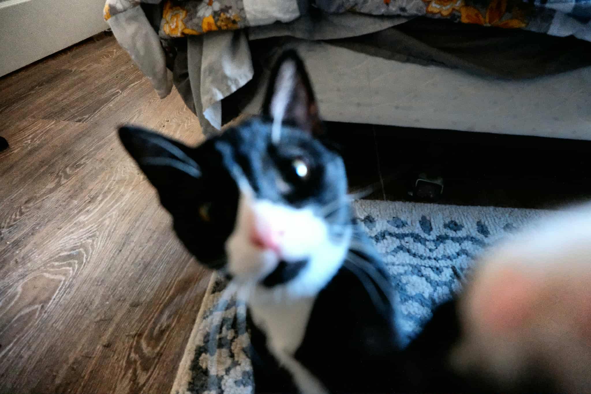 Enlarge Jack, a Adoptable Domestic Short Hair in Winnipeg, MB image 6/6