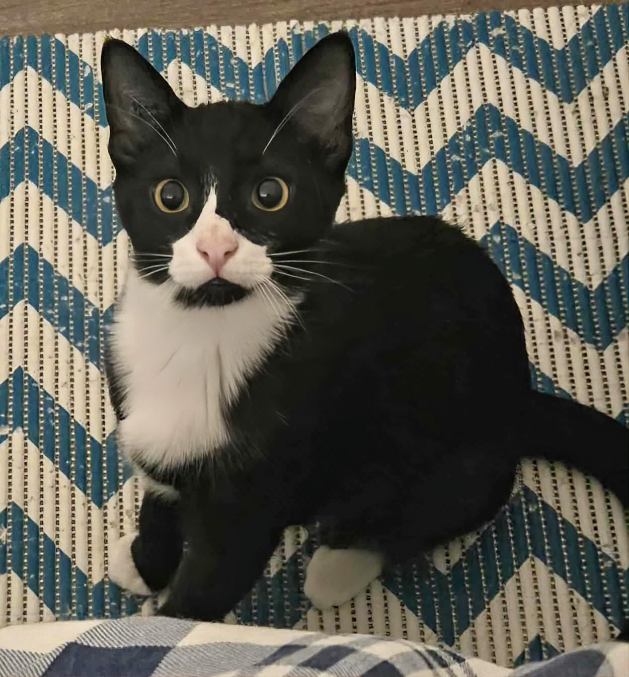 Enlarge Jack, a Adoptable Domestic Short Hair in Winnipeg, MB image 4/6