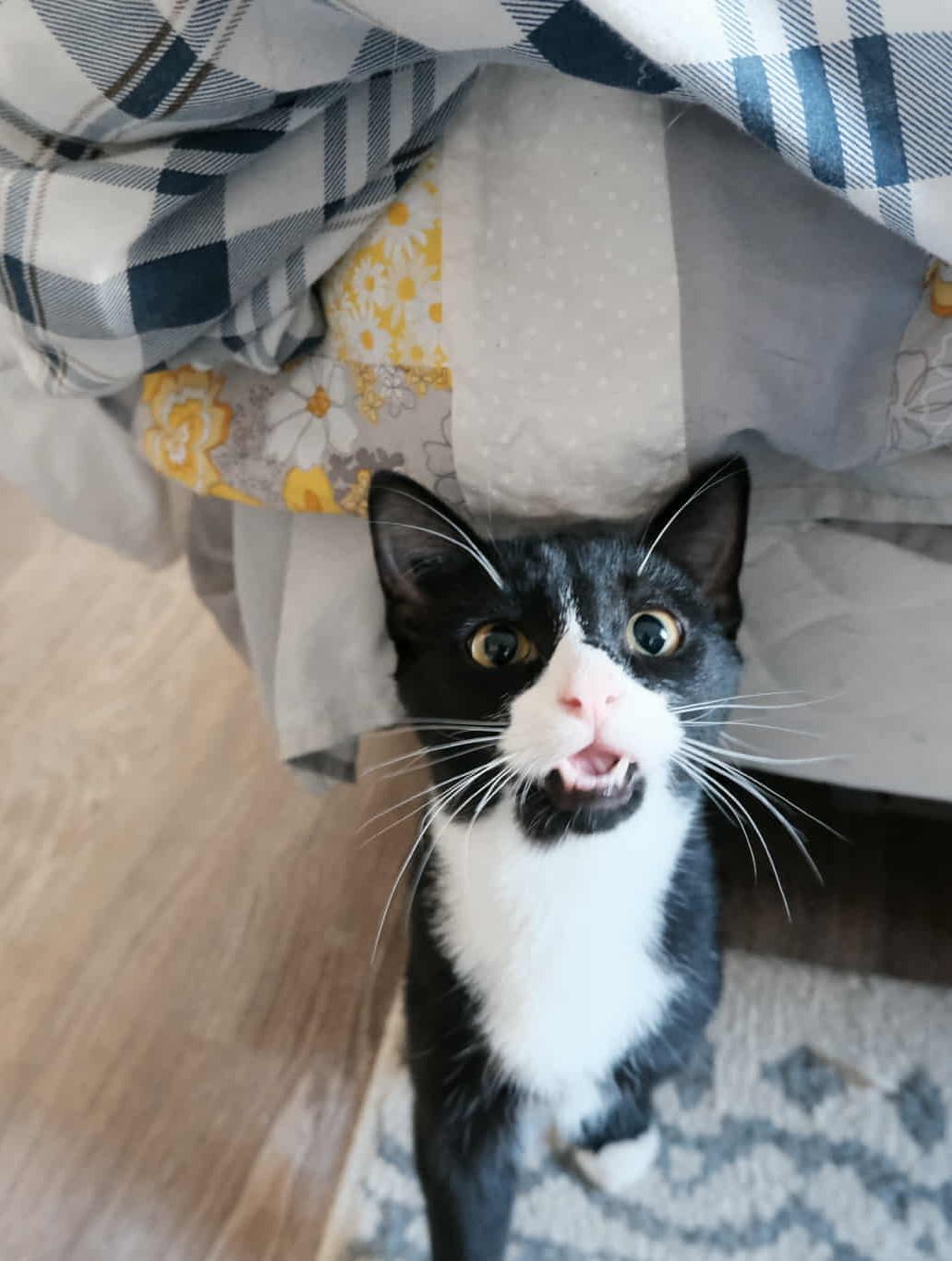 Enlarge Jack, a Adoptable Domestic Short Hair in Winnipeg, MB image 3/6