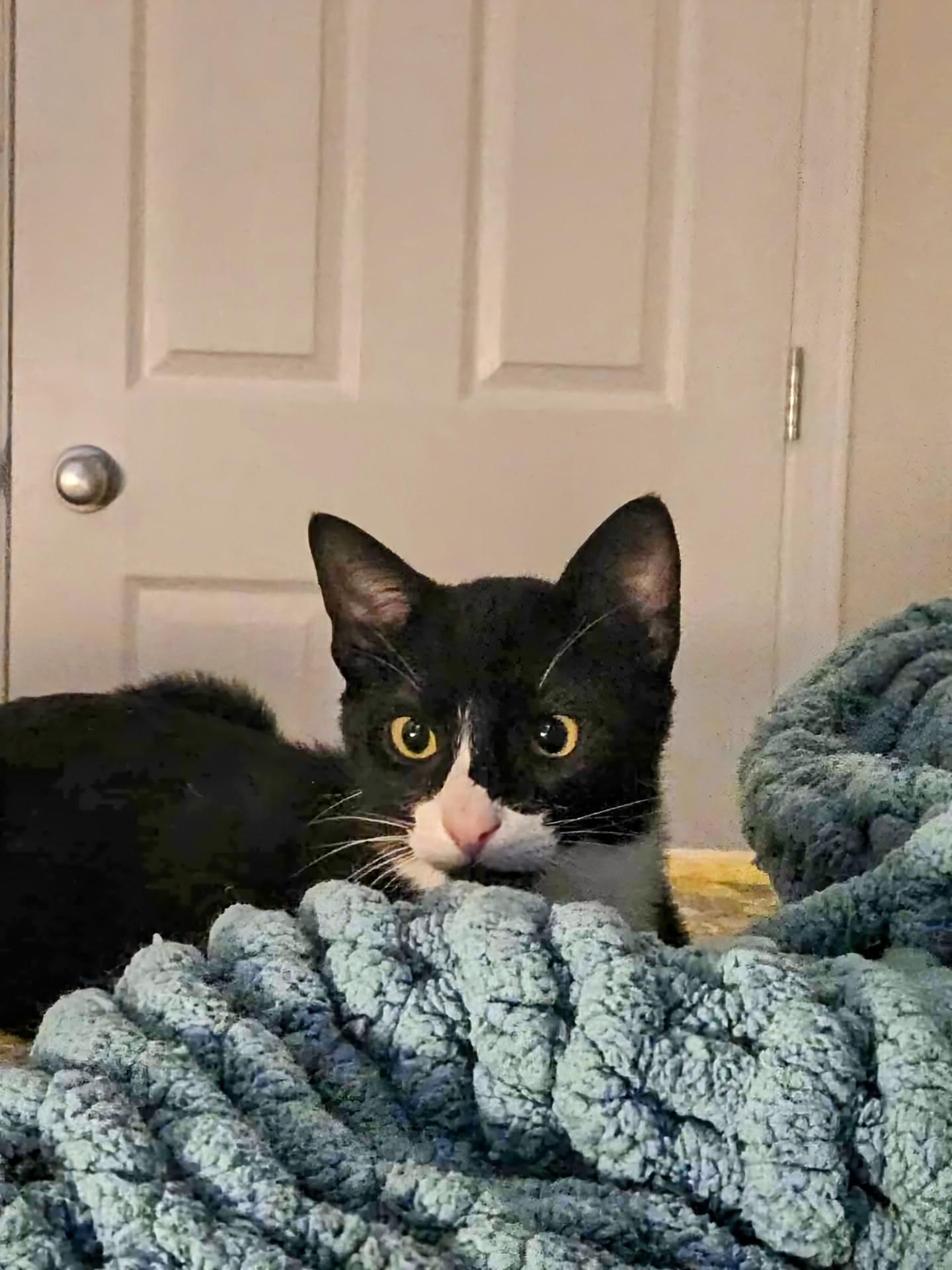 Enlarge Jack, a Adoptable Domestic Short Hair in Winnipeg, MB image 5/6