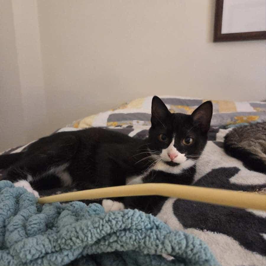 Jack, an adoptable Domestic Short Hair in Winnipeg, MB, R2L 0L6 | Photo Image 2