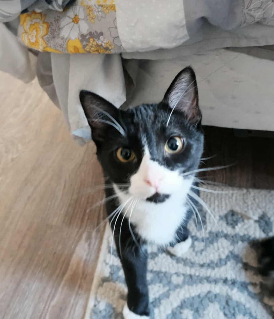 Jack, an adoptable Domestic Short Hair in Winnipeg, MB, R2L 0L6 | Photo Image 1