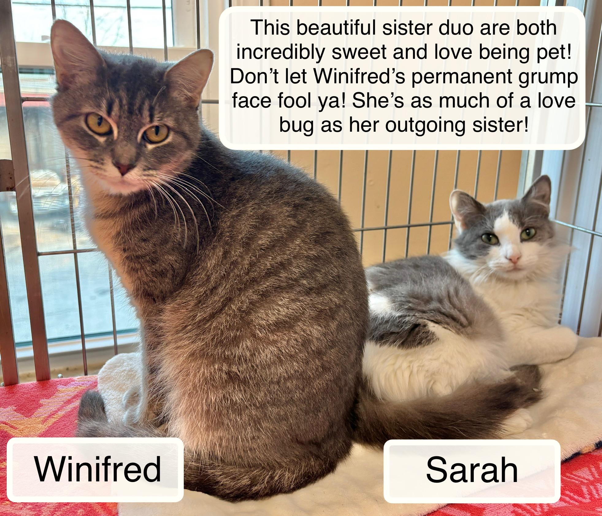 Enlarge Winifred bonded with  Sarah, a Adoptable Domestic Short Hair in Ellicott City, MD image 1/3