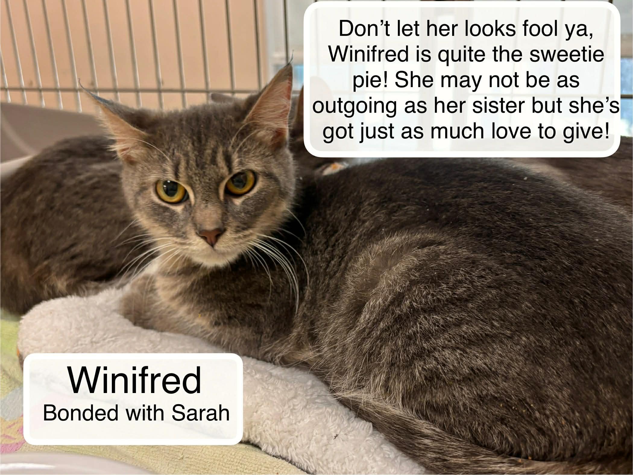 Enlarge Winifred bonded with  Sarah, a Adoptable Domestic Short Hair in Ellicott City, MD image 2/3
