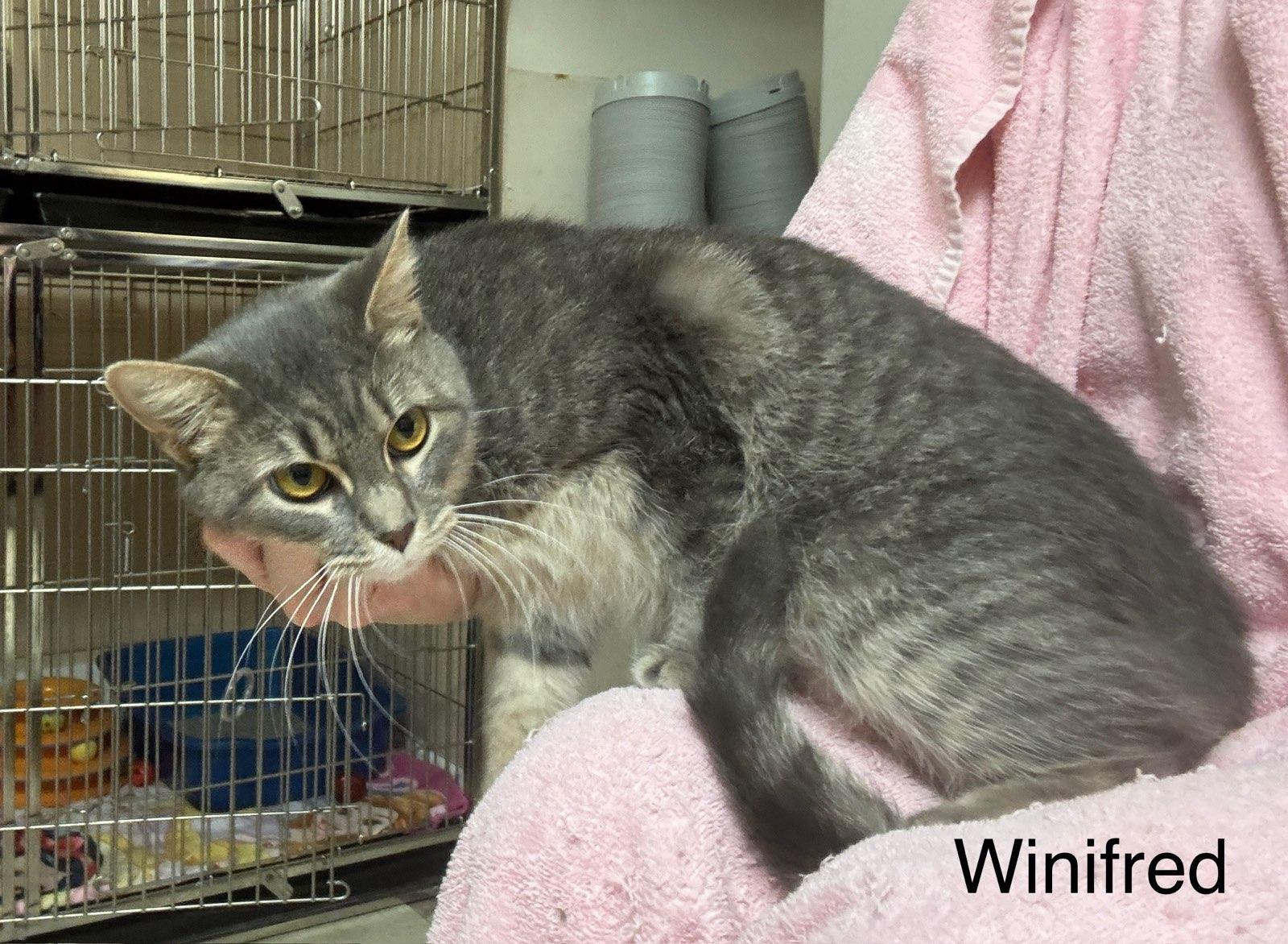 Enlarge Winifred bonded with  Sarah, a Adoptable Domestic Short Hair in Ellicott City, MD image 3/3