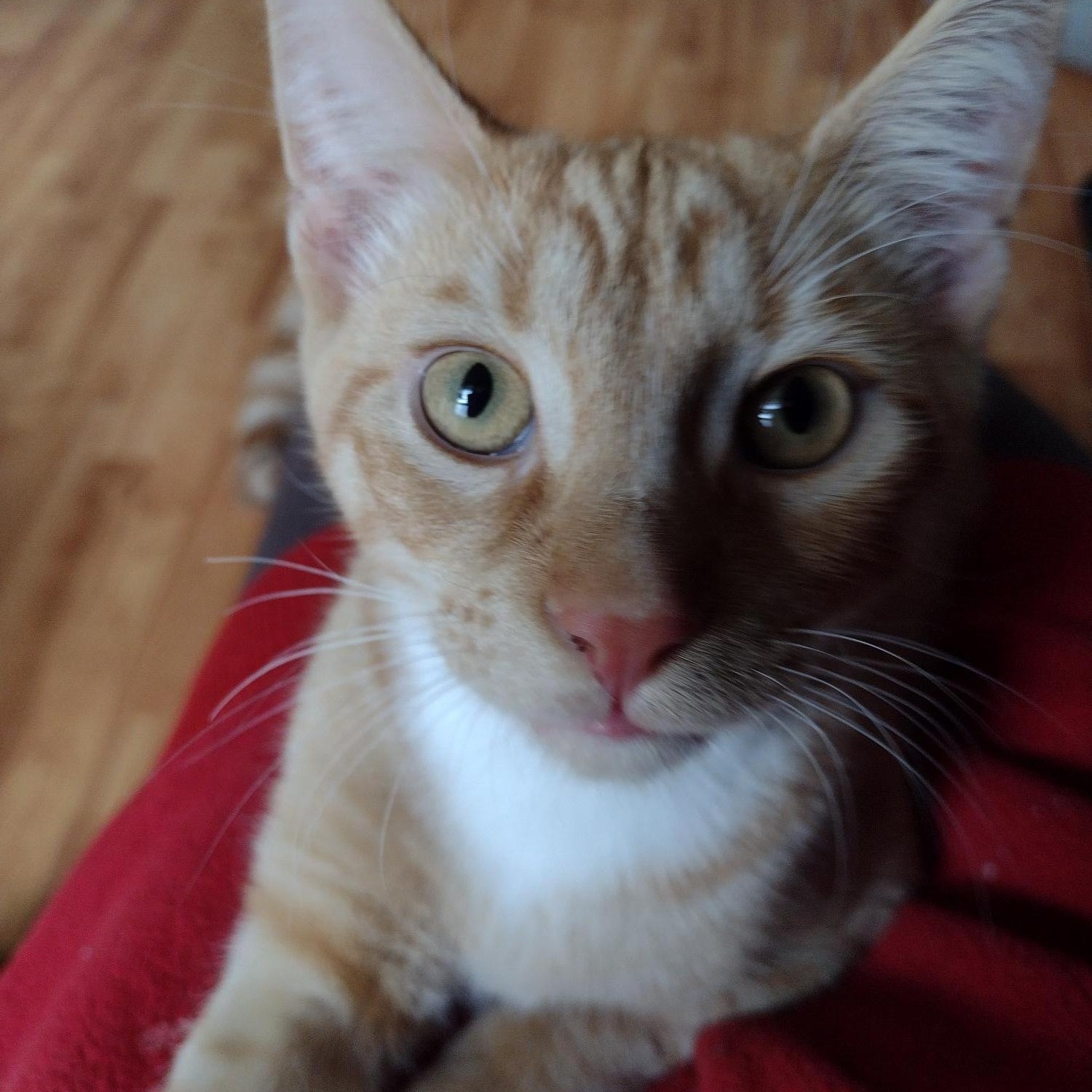 Romeo, a Adoptable mixed breed in Montour Falls, NY image 1/4