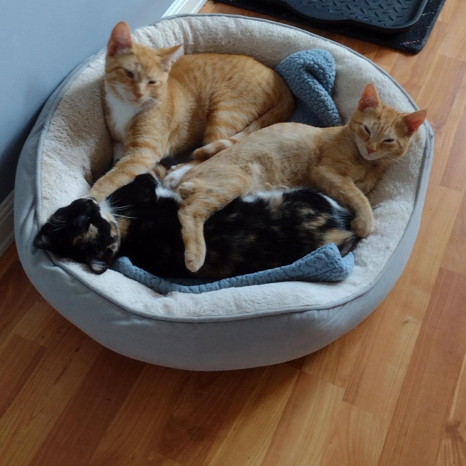 Romeo, a Adoptable mixed breed in Montour Falls, NY image 4/4