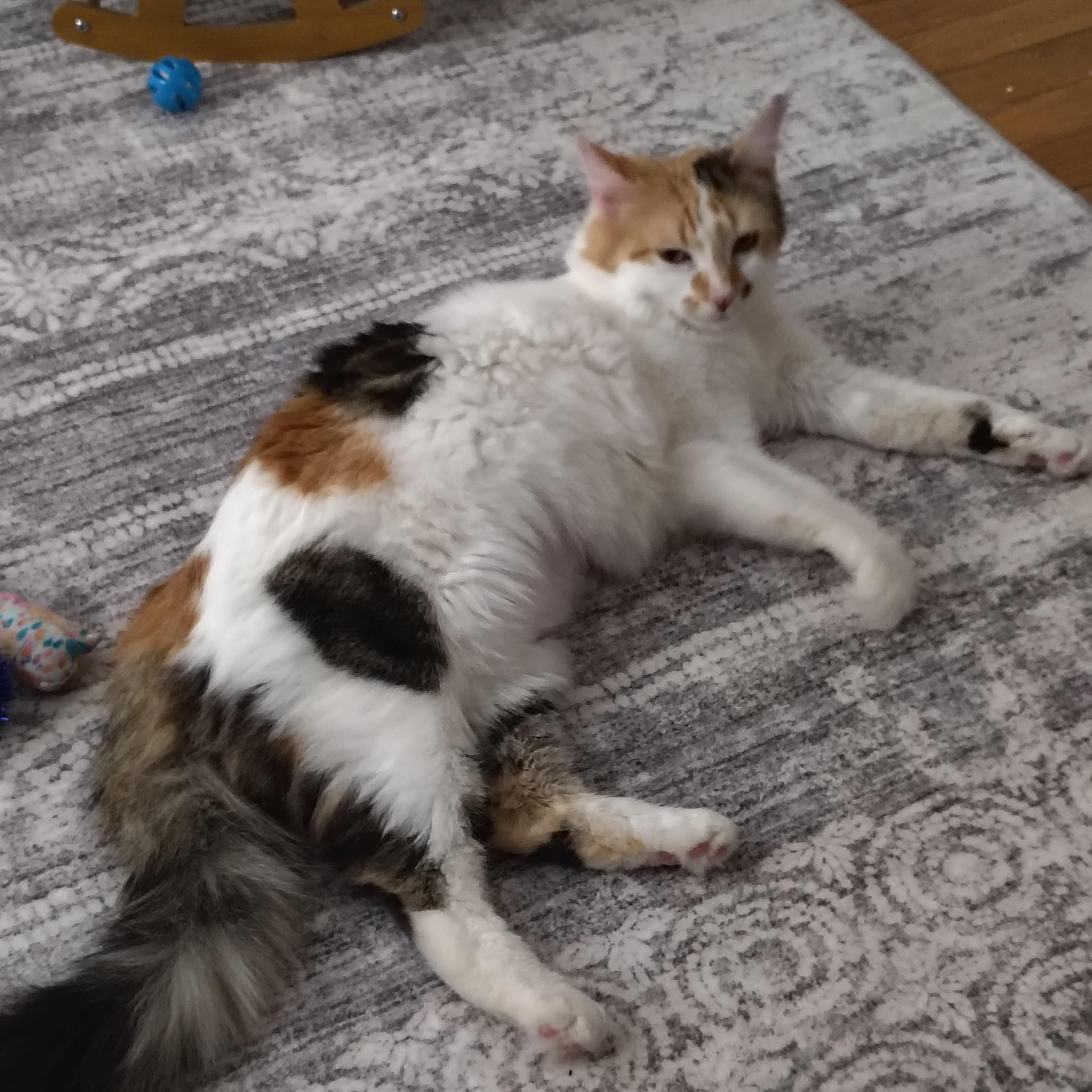 Enlarge Autumn, a ADOPTABLE Domestic Short Hair in Sewell, NJ image 6/6