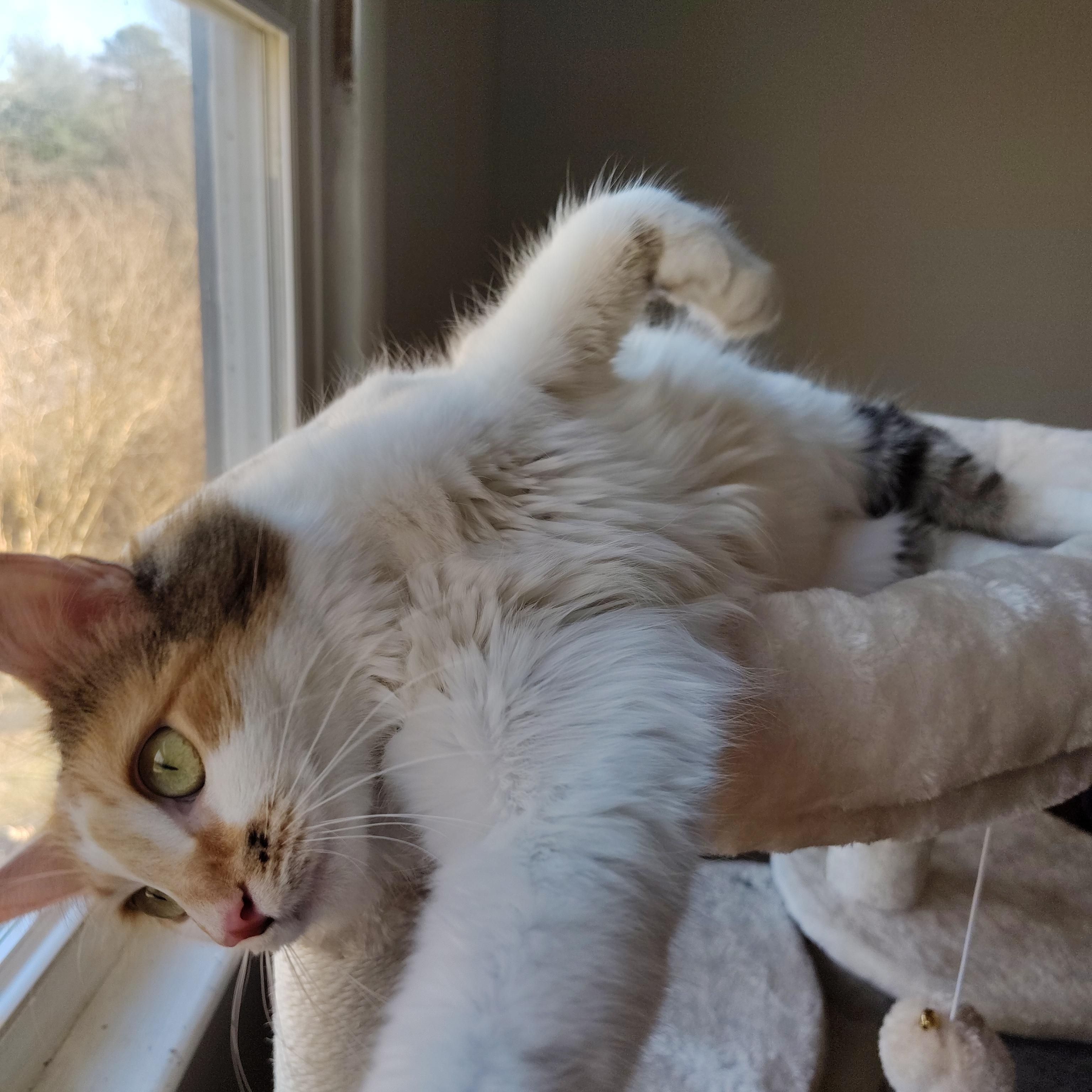 Enlarge Autumn, a ADOPTABLE Domestic Short Hair in Sewell, NJ image 2/6