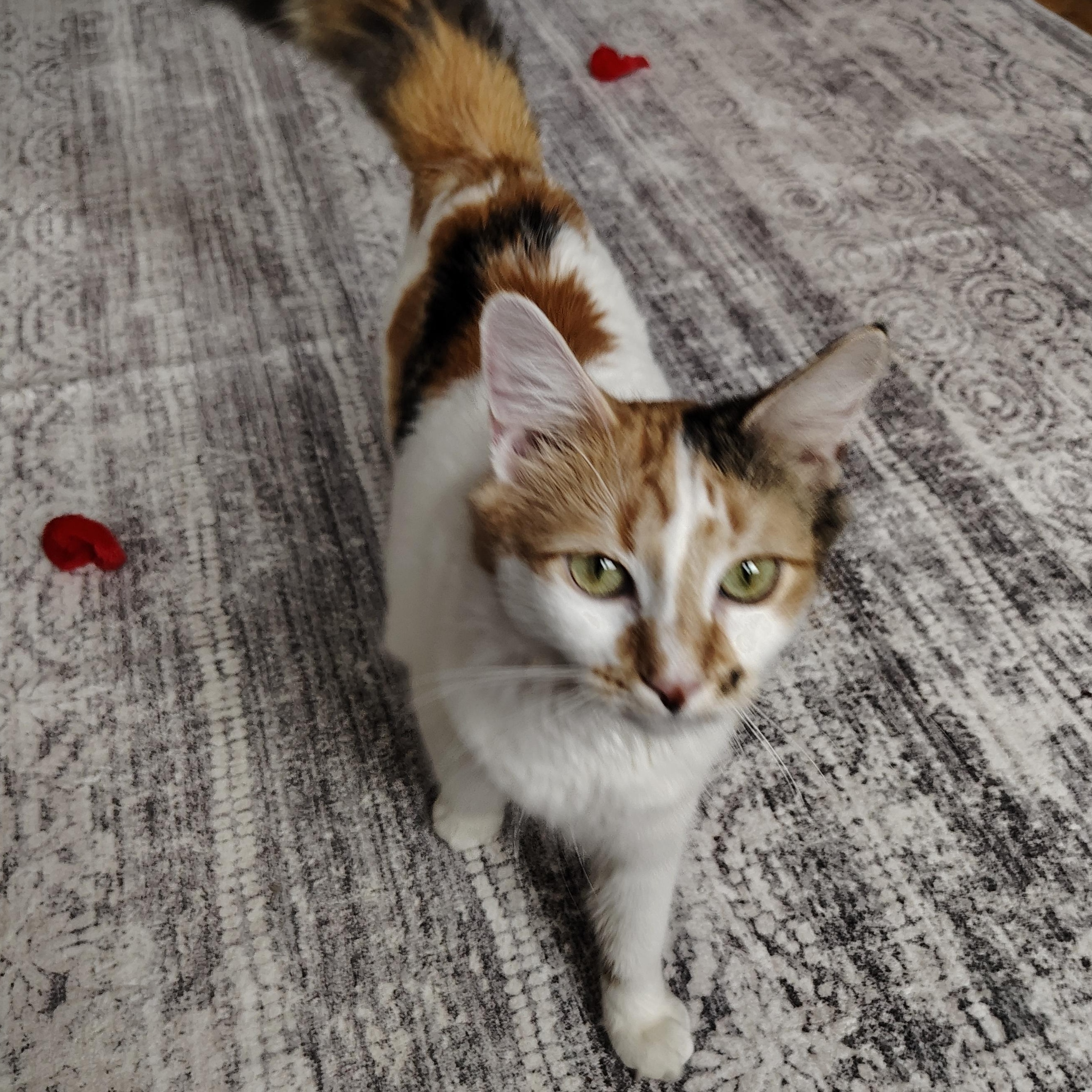 Enlarge Autumn, a ADOPTABLE Domestic Short Hair in Sewell, NJ image 3/6